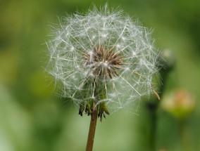 植物免疫科技，引领农业发展的新时代力量