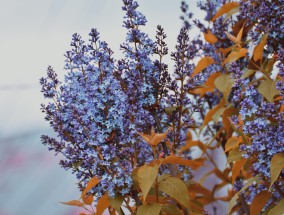 怎样使花卉开花快些,怎样使花开得快