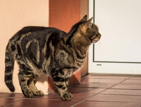 流浪猫生产后赠予店主小猫崽的温馨故事,猫生完把小猫叼走