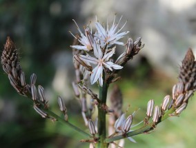 蒲公英茶叶治疗咳嗽的研究与探讨,蒲公英茶的功效与作用咳嗽能喝吗