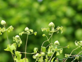 如何使花卉叶子茂盛又绿——园艺爱好者的指南,怎样使花卉叶子茂盛又绿化