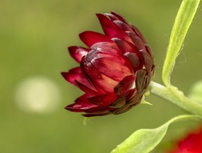 如何调控花卉叶子变黄变绿，园艺技巧与艺术探索,怎么能让花叶子变绿