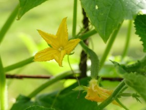 花卉的绿色蔬菜化，一种创新的农业实践,怎样使花卉变成绿色蔬菜的方法