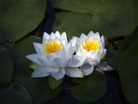 花卉水培技术，花卉变水的神奇之旅,怎样使花卉变成水培植物视频