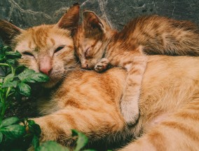 狸花猫的霸气瞬间，一脚将橘猫踢成直立形态,狸花猫把橘猫踢成直立形态怎么办