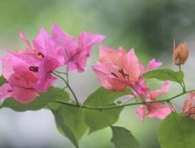 湛江南国花卉科学园，探索花卉世界的奇妙之旅,湛江南国花园图片