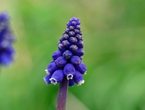 探索花卉色彩新境界，如何激发花卉出新色素,怎样使花卉出新色素快