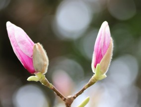 木兰花旅游管理考研，专业深度探索与未来发展展望,中国木兰文化研究