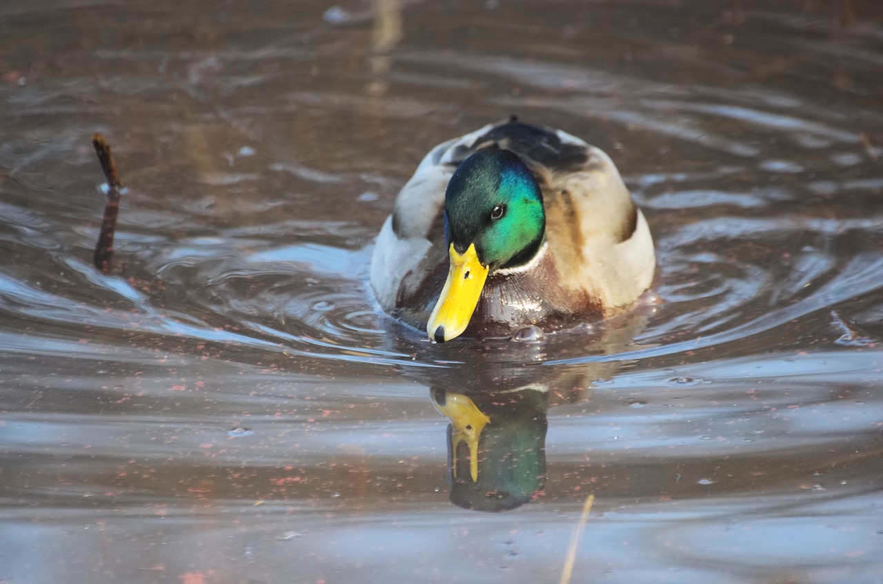 卡特·高斯蒂尔终于为阿纳海姆鸭队（Anaheim Ducks）得分了，每个人都在想接下来还会有更多的进球。  第1张