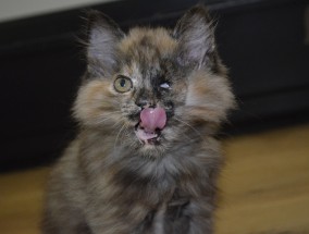 女子质问小猫，你是否偷舔了我的蛋糕？,女子问小猫是不是偷舔了她的蛋糕怎么回答