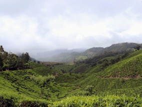 广西有机茶叶，绿色发展的典范,广西有机茶叶有哪些