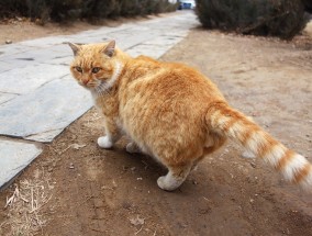 温馨相遇，流浪猫抖抖脚走进家门,流浪猫带回家全身发抖