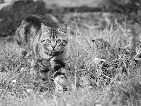 相遇的瞬间，两只狸花猫的怂与勇,两只狸花猫跳舞,一只奶牛猫在一旁观看