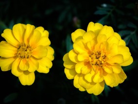 家里种植桂花与风水，探讨家居环境与桂花种植的关系,家里可以种桂花吗?