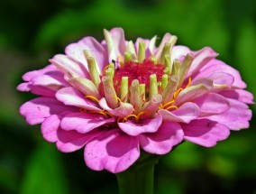 怎样种花卉石榴,怎样种花卉石榴视频