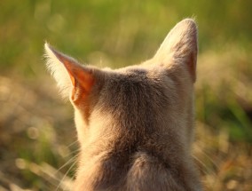 小猫的按摩与主人的微妙情感,小猫给小猫按摩