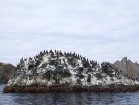 面临冲浪干旱的冲浪者，昆士兰著名的冲浪胜地纷纷落空。