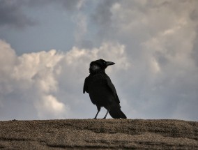 俄乌士兵近身肉搏画面罕见曝光，揭示战争背后的真实故事,俄乌战事