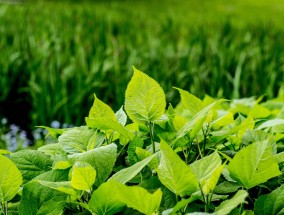 元母生物科技，引领生物科技新时代,元母中药别名是什么