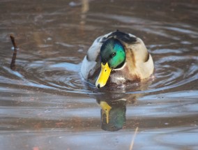 卡特·高斯蒂尔终于为阿纳海姆鸭队（Anaheim Ducks）得分了，每个人都在想接下来还会有更多的进球。