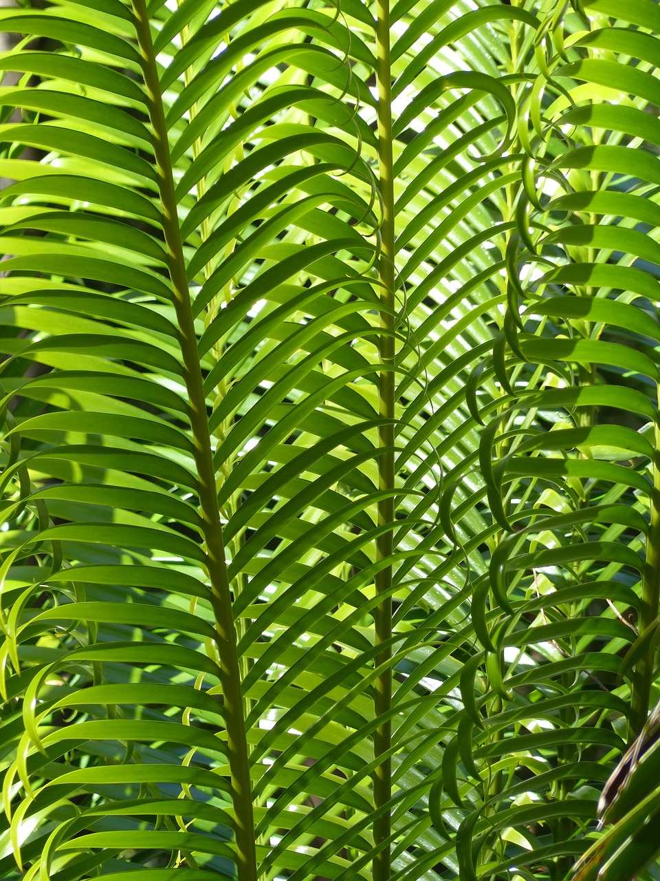 如何使花卉变成绿色植物——园艺种植技巧与养护管理策略,怎么让花变绿  第1张