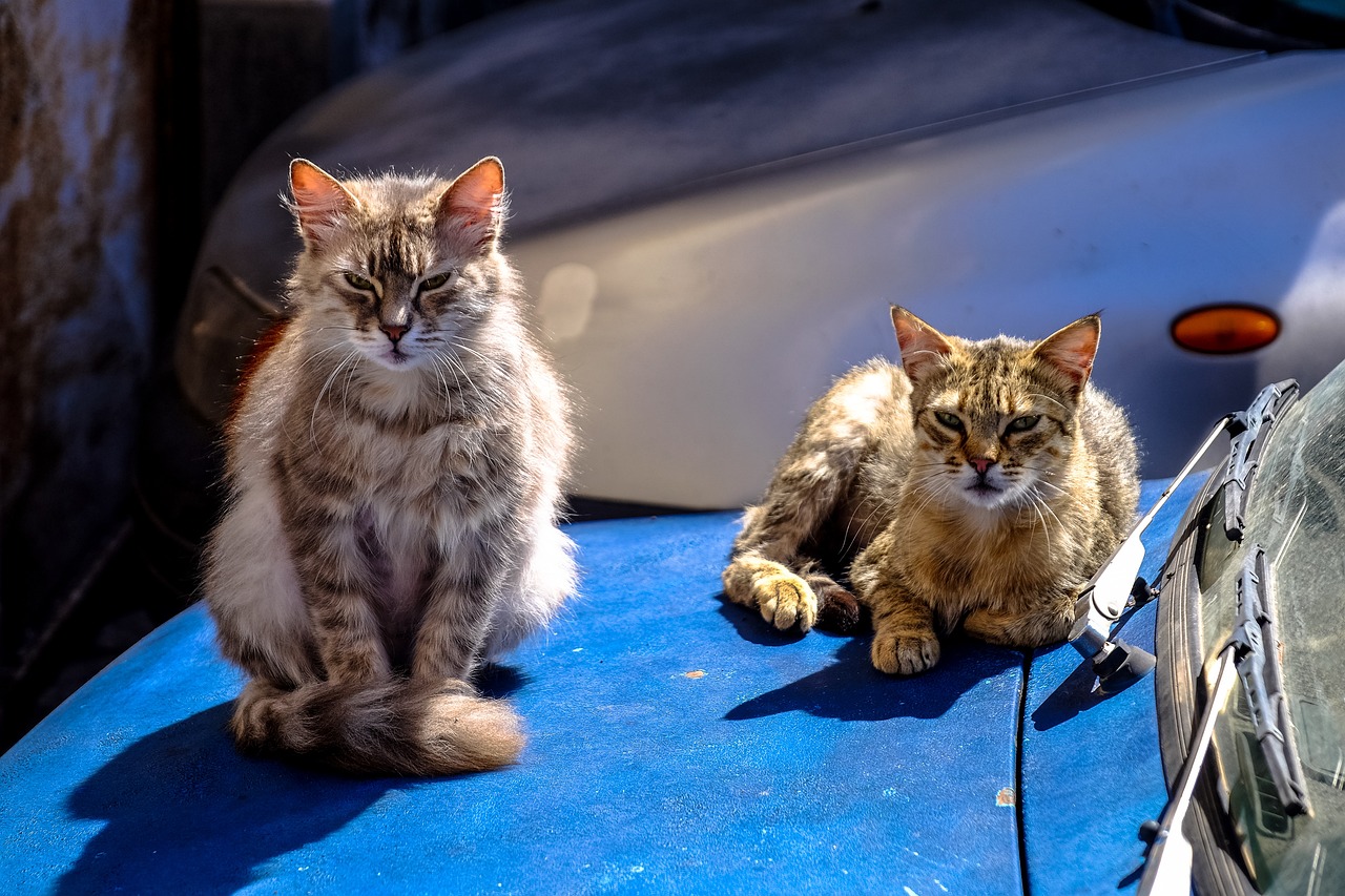 AP照片：雅加达的捕猫笼捕捉行动旨在帮助流浪猫，比如活泼的黑猫希达姆和好斗的阿英猫（Aing Maung）  第1张