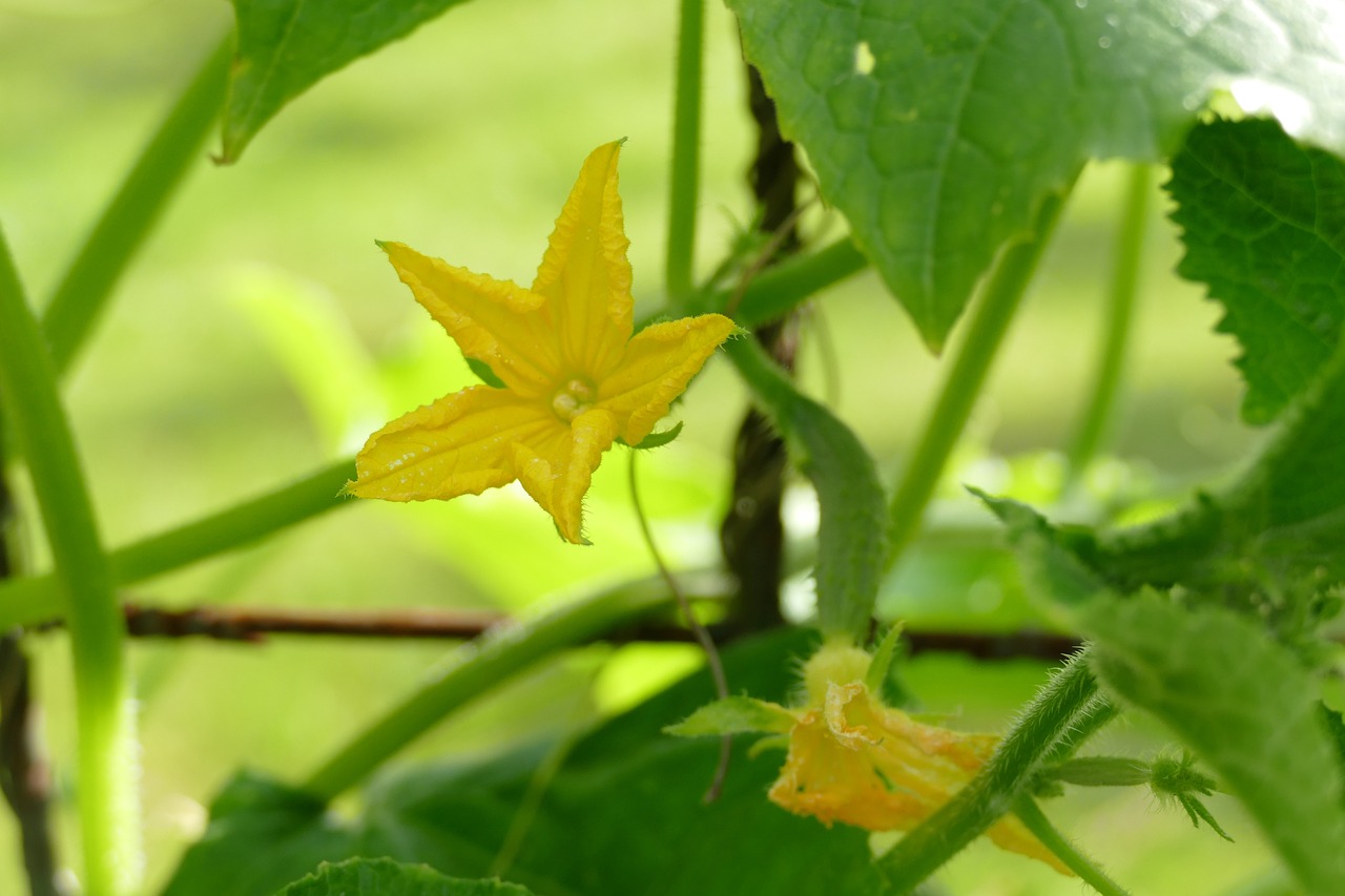 花卉的绿色蔬菜化，一种创新的农业实践,怎样使花卉变成绿色蔬菜的方法  第1张