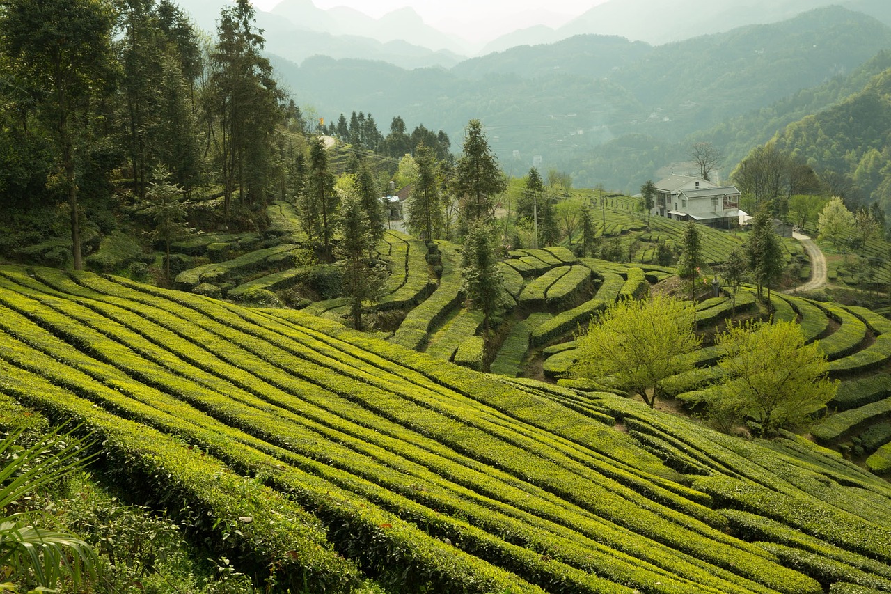 东旭茶叶诗，茶韵流转，诗意盎然,带有东旭的茶叶诗词  第1张