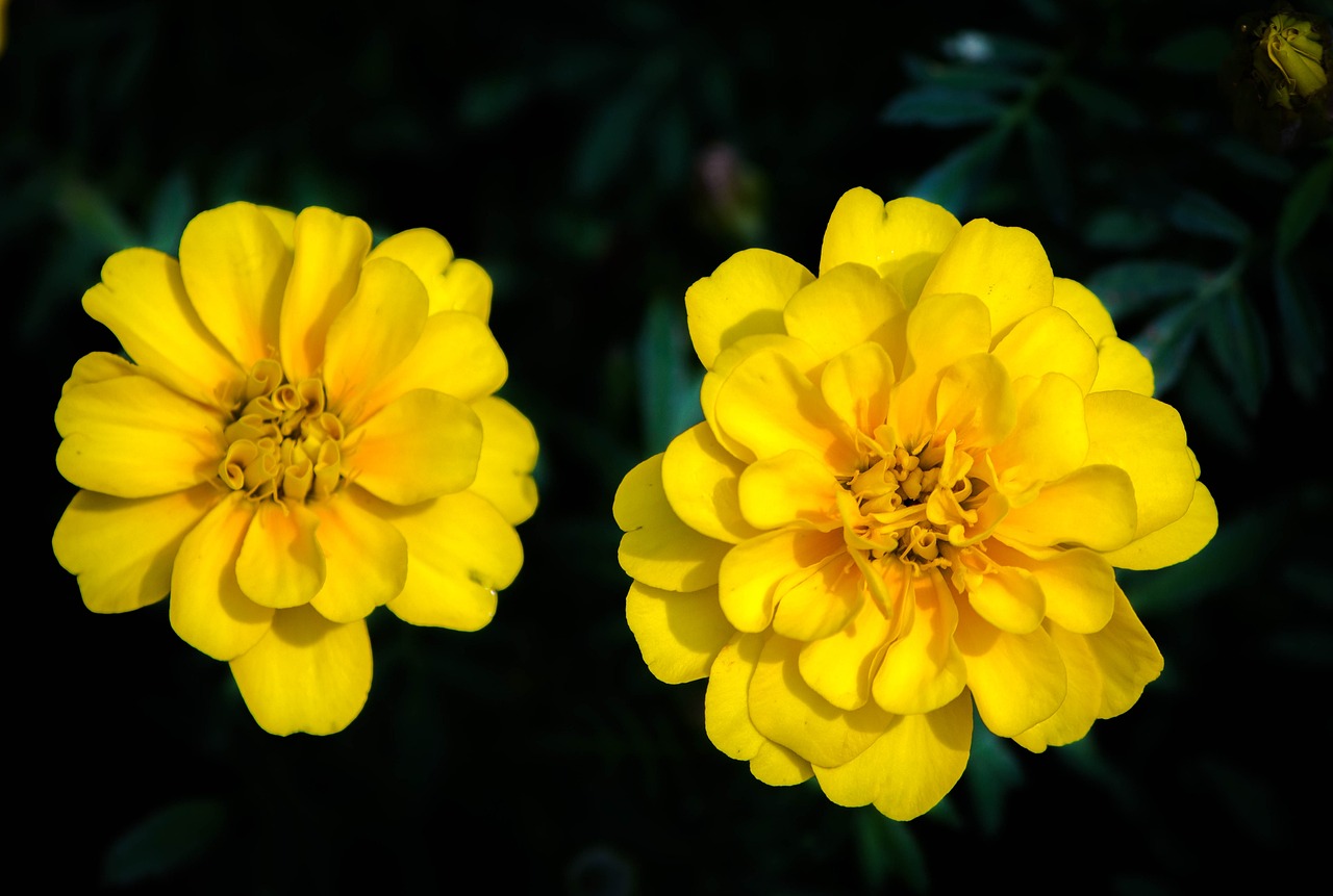 家里种植桂花与风水，探讨家居环境与桂花种植的关系,家里可以种桂花吗?  第1张