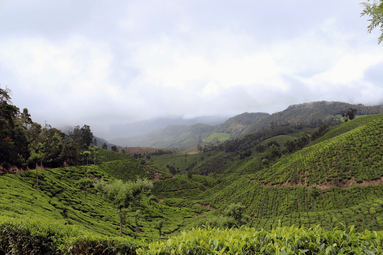 太姥山茶叶市场，繁荣的茶产业与独特的茶文化交融之地,太姥山茶叶店  第1张