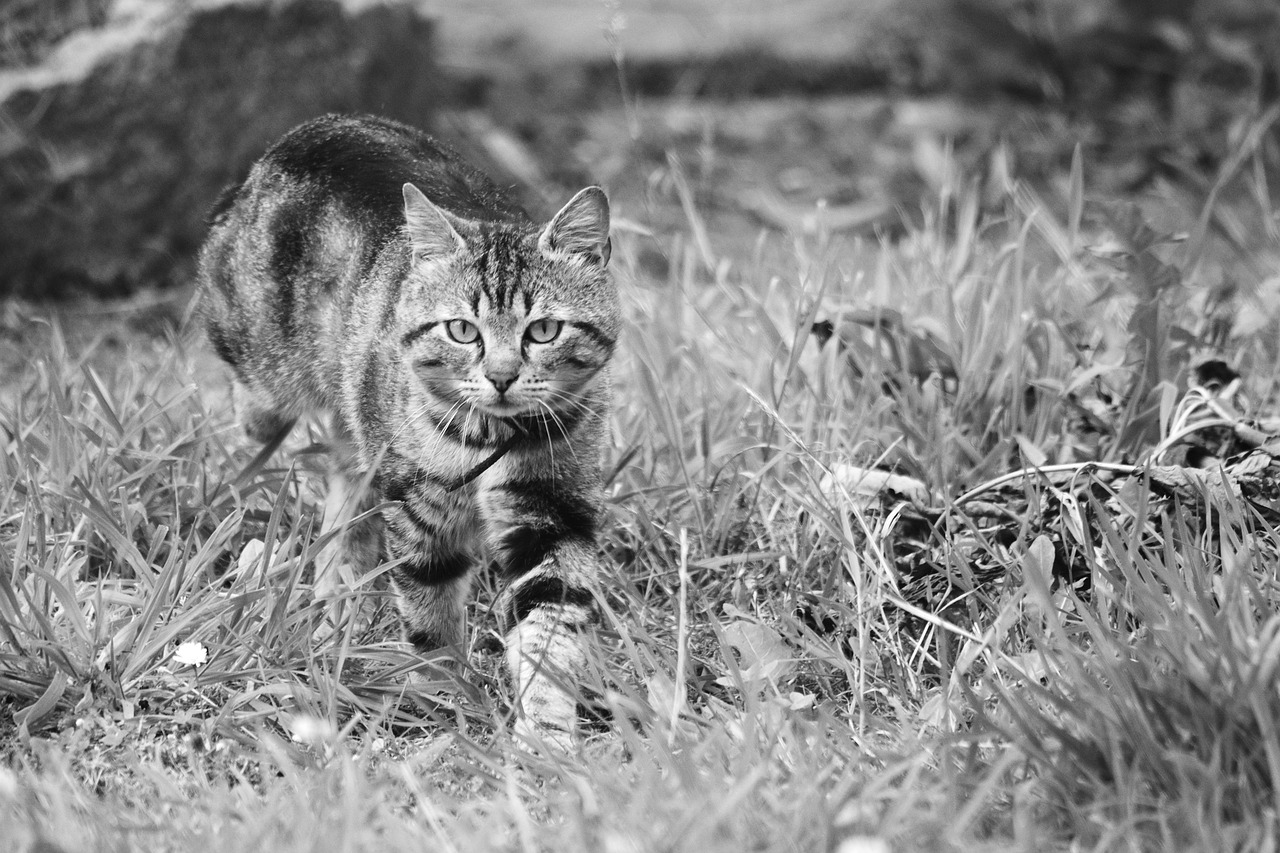 相遇的瞬间，两只狸花猫的怂与勇,两只狸花猫跳舞,一只奶牛猫在一旁观看  第1张