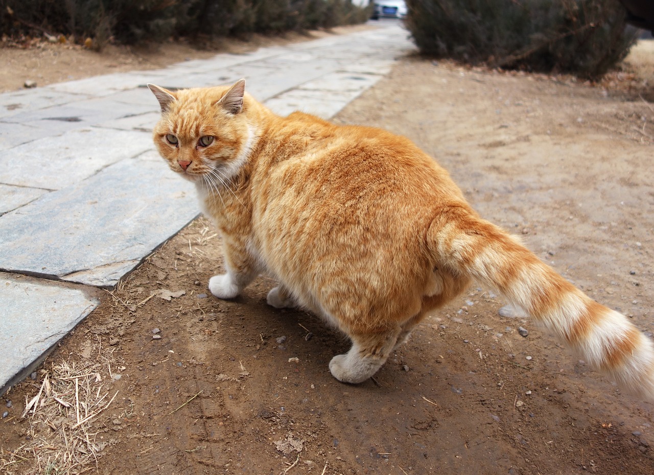 温馨相遇，流浪猫抖抖脚走进家门,流浪猫带回家全身发抖  第1张