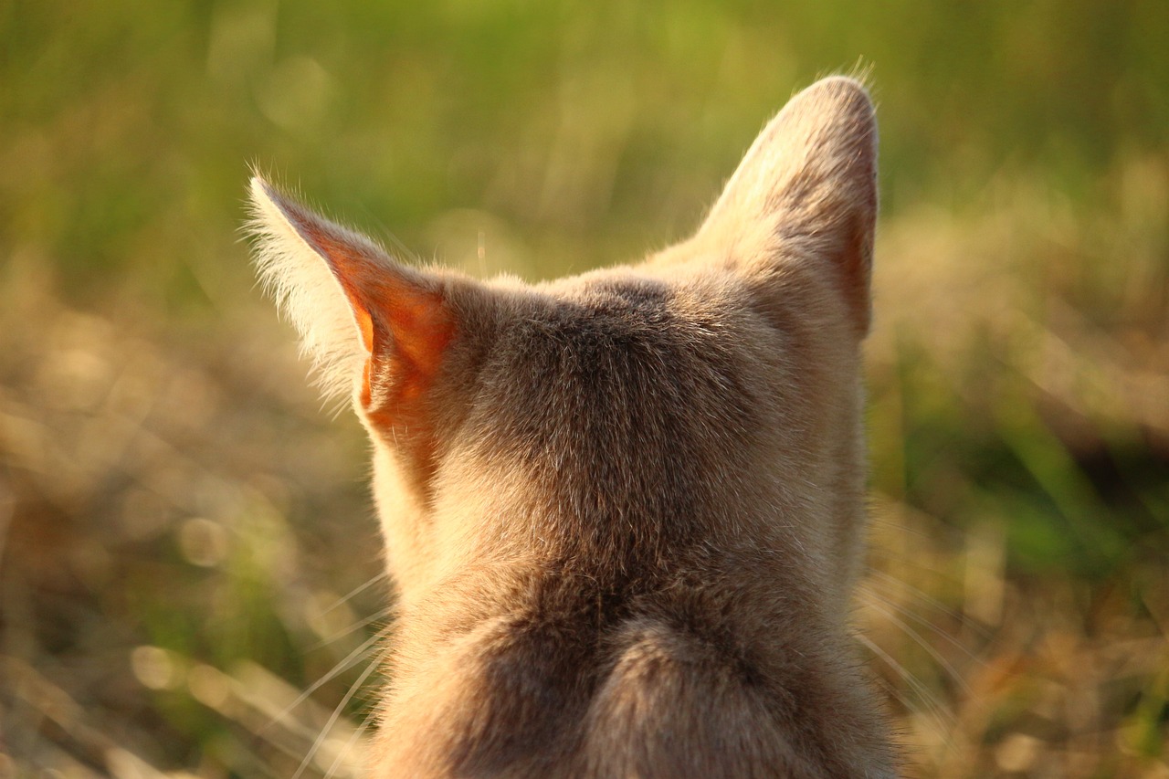 小猫的按摩与主人的微妙情感,小猫给小猫按摩  第1张