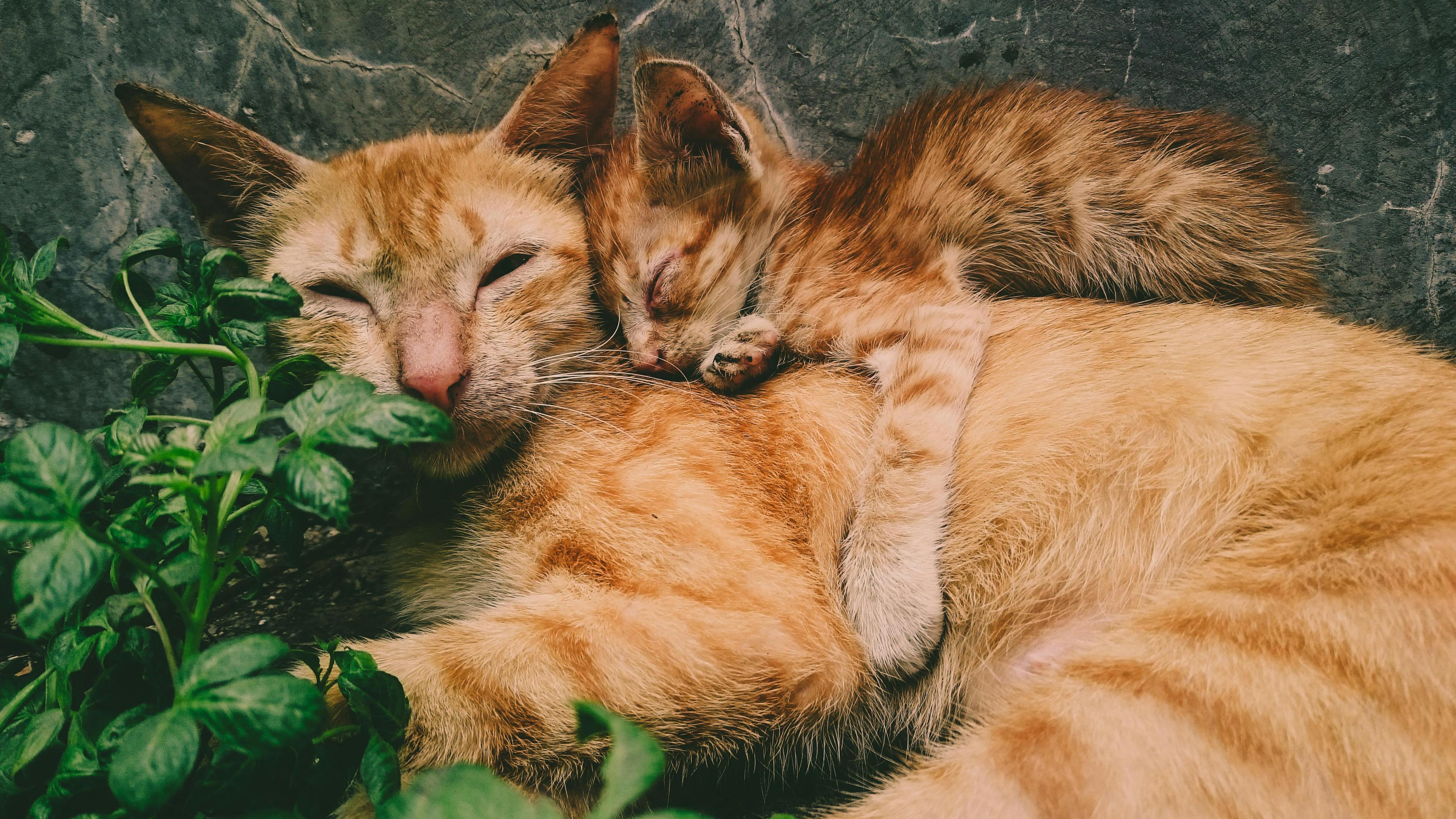 狸花猫的霸气瞬间，一脚将橘猫踢成直立形态,狸花猫把橘猫踢成直立形态怎么办  第1张