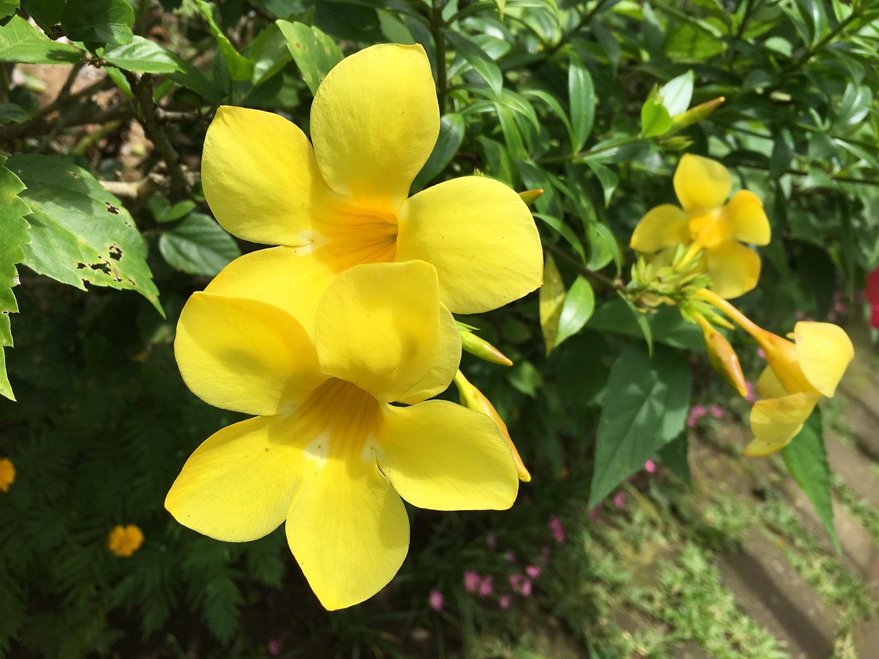 坚韧之花，一名25岁女孩的视频日记，记录她的抗癌历程,22岁抗癌女孩小星  第1张